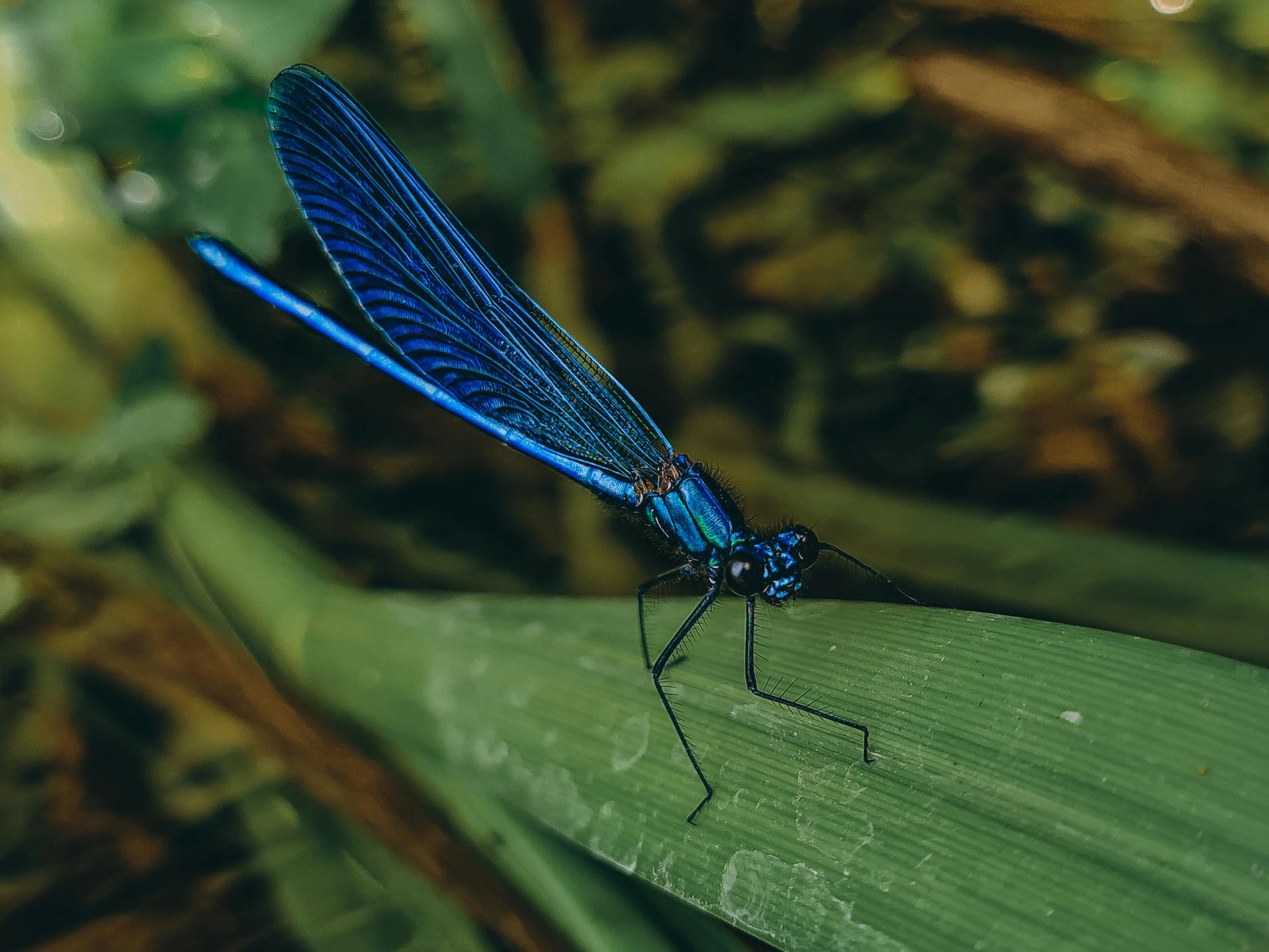 a small blue dragonfly is perched on top of a leaf