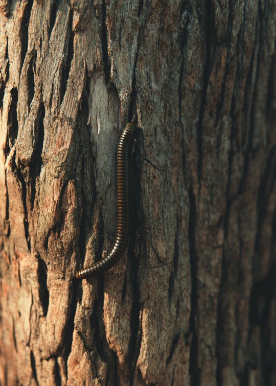 a long brown tree worm is on the bark