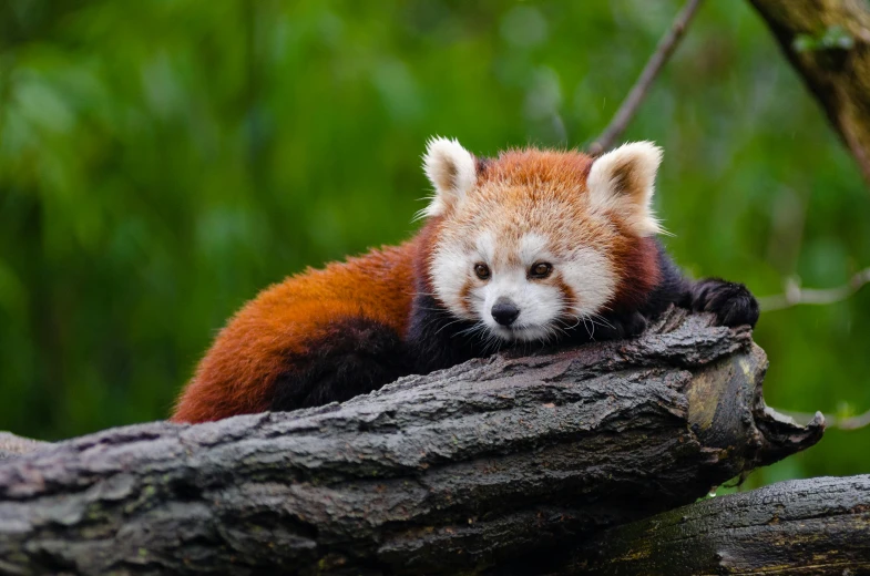 a red panda bear laying on top of a tree nch