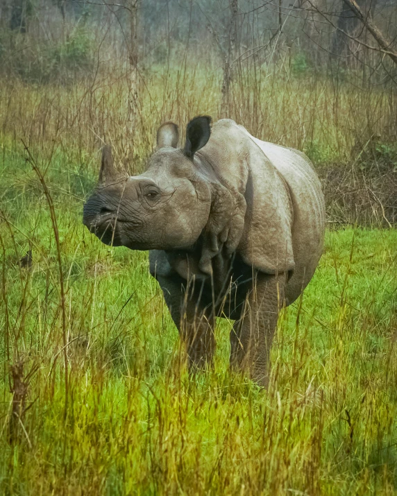 a rhinoceros eating on grass in the wild