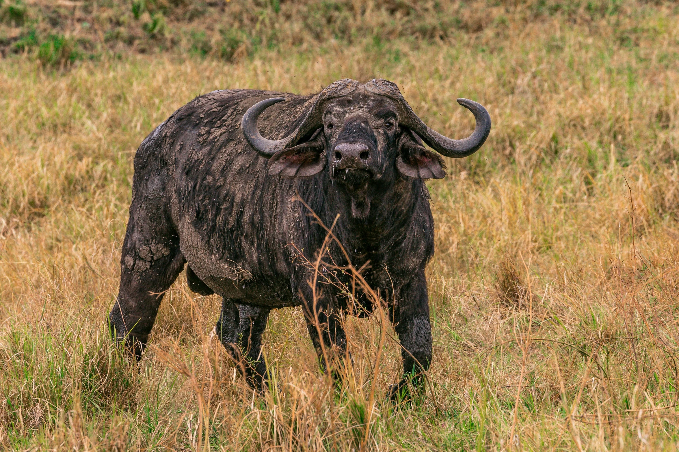 a black bull standing on top of a grass covered field