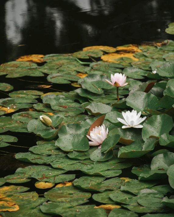 water lilies and green leaves float in a pond