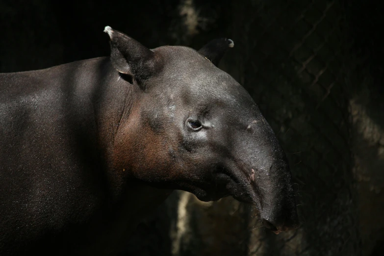 a brown and black animal is standing near a stone wall