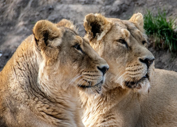 two lions facing each other on a rock wall