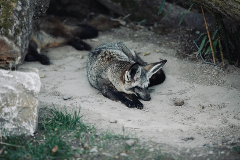 the animal is sitting on the dirt under the rock