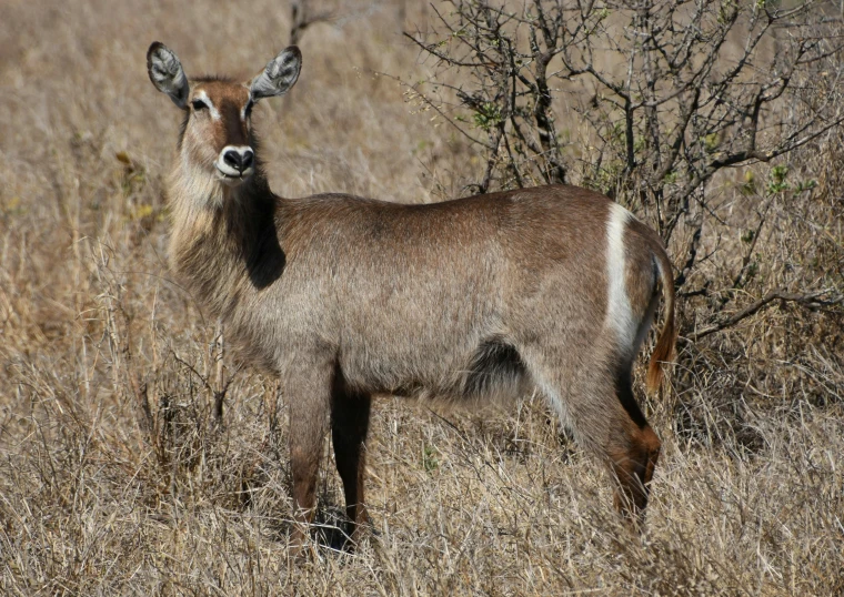 a small goat standing in the grass near some trees