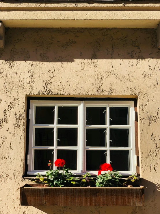 two flowers sitting in a window sill below a window