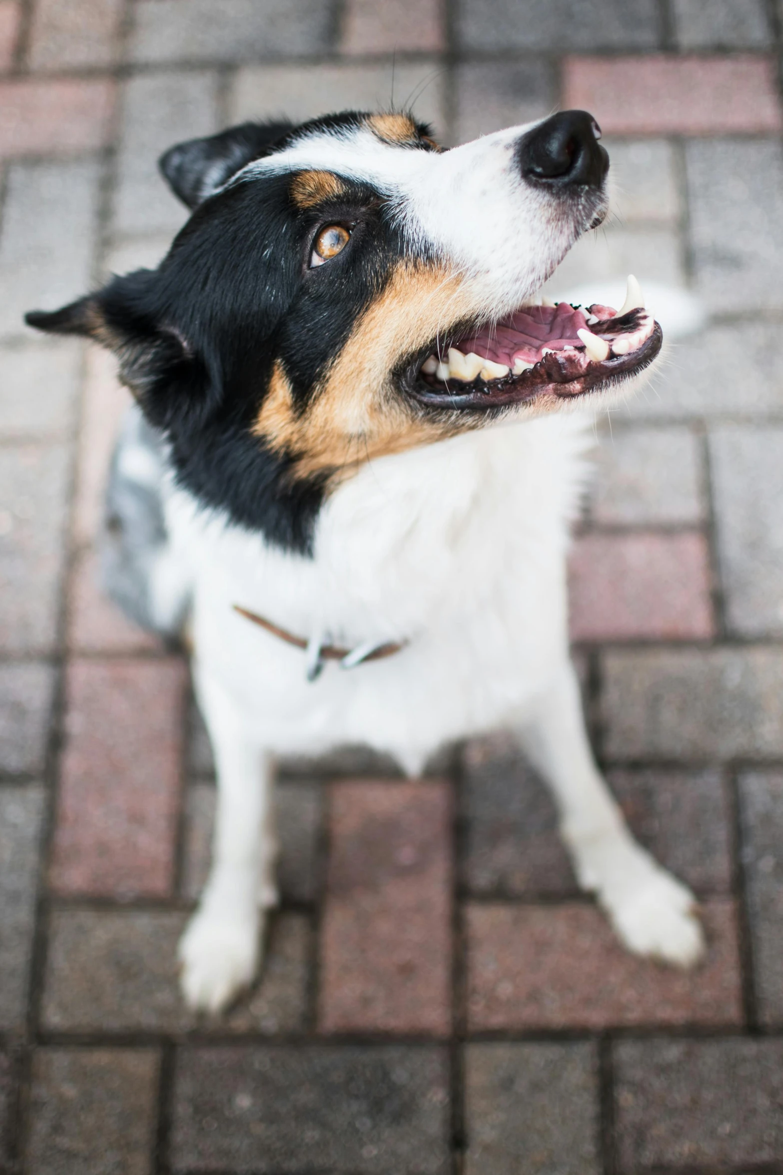 a dog sitting on top of a brick walkway