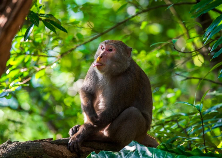 the monkey is perched on the tree nch