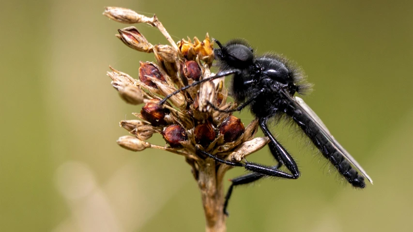 a black insect sits on top of a flower