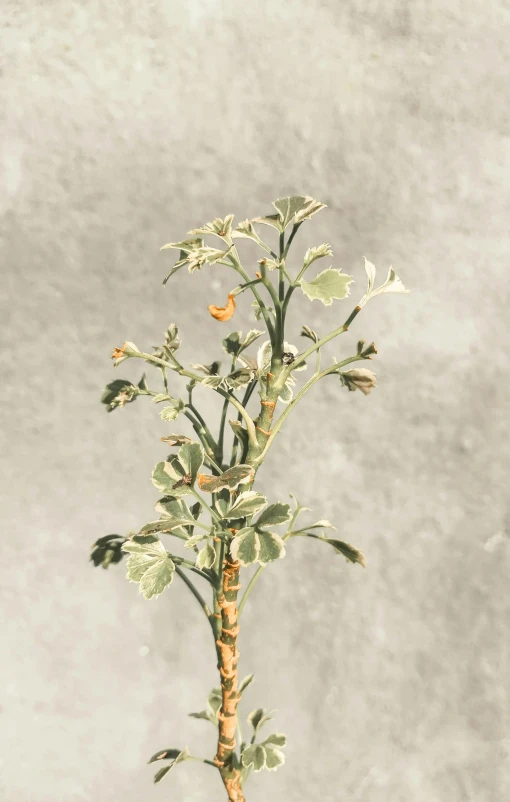 a plant in a pot next to a wall