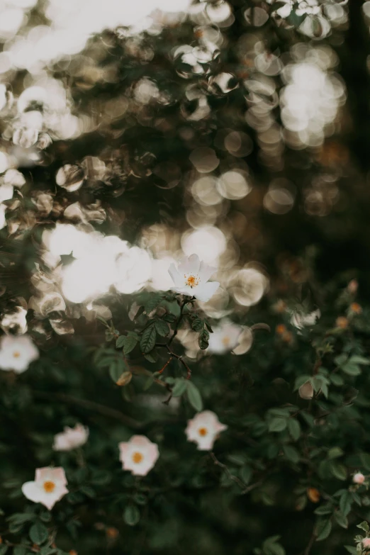 a group of white flowers surrounded by trees