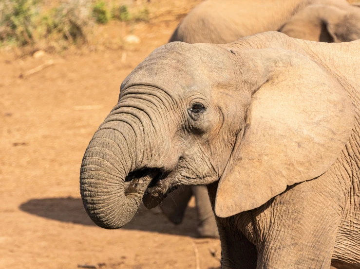 two large grey elephants walking across a dirt field