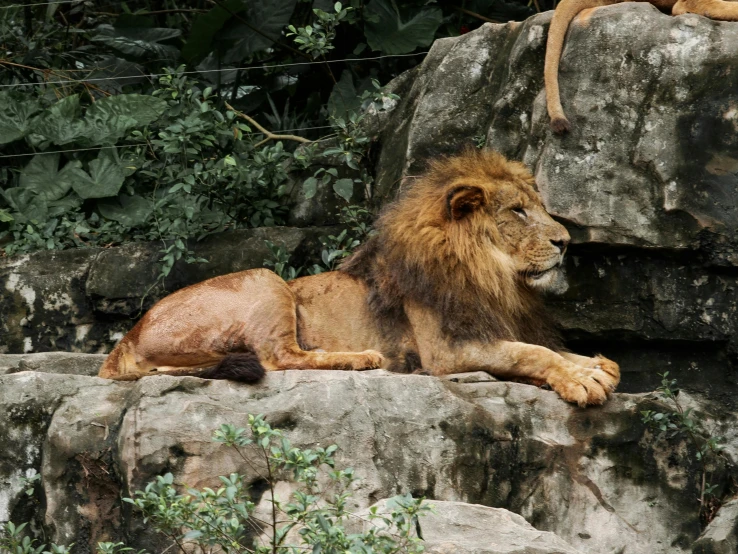 a lion lays on the rock and looks off in a distance