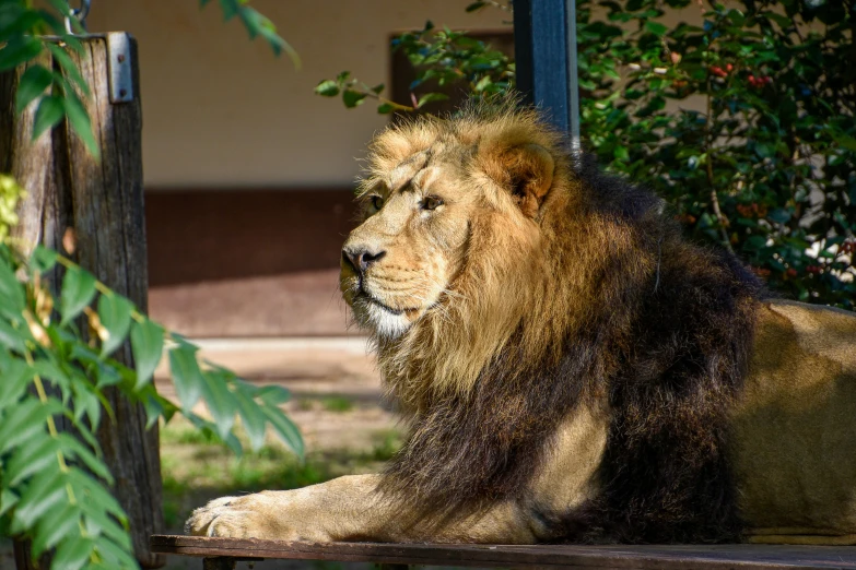 a large lion standing on top of a wooden bench
