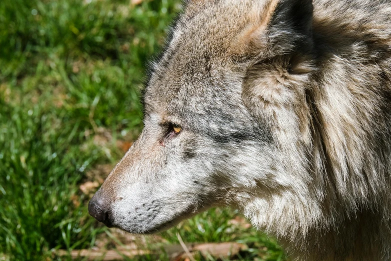 this is an image of a wolf looking back