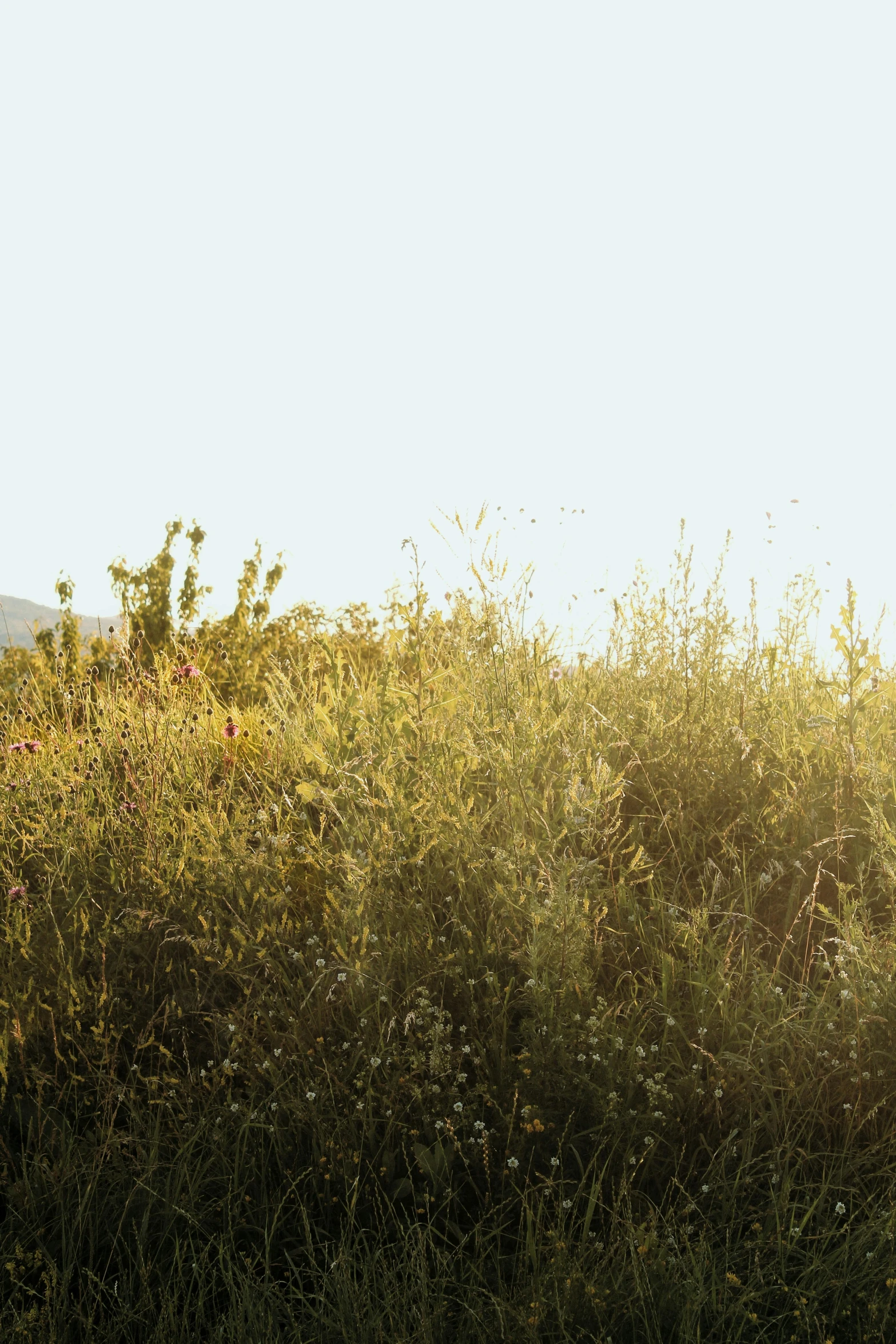 the back side of a horse grazing on grass