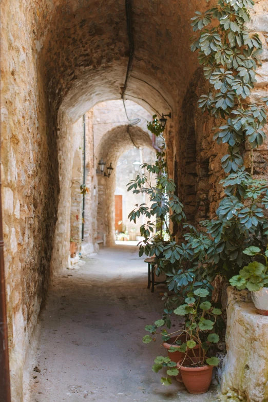 a narrow path is dotted with potted plants