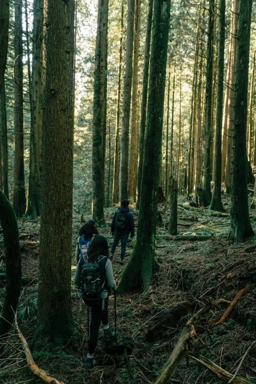 people hiking through a dense forest with tall trees