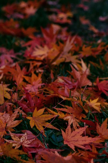colorful fall leaves lying on the ground