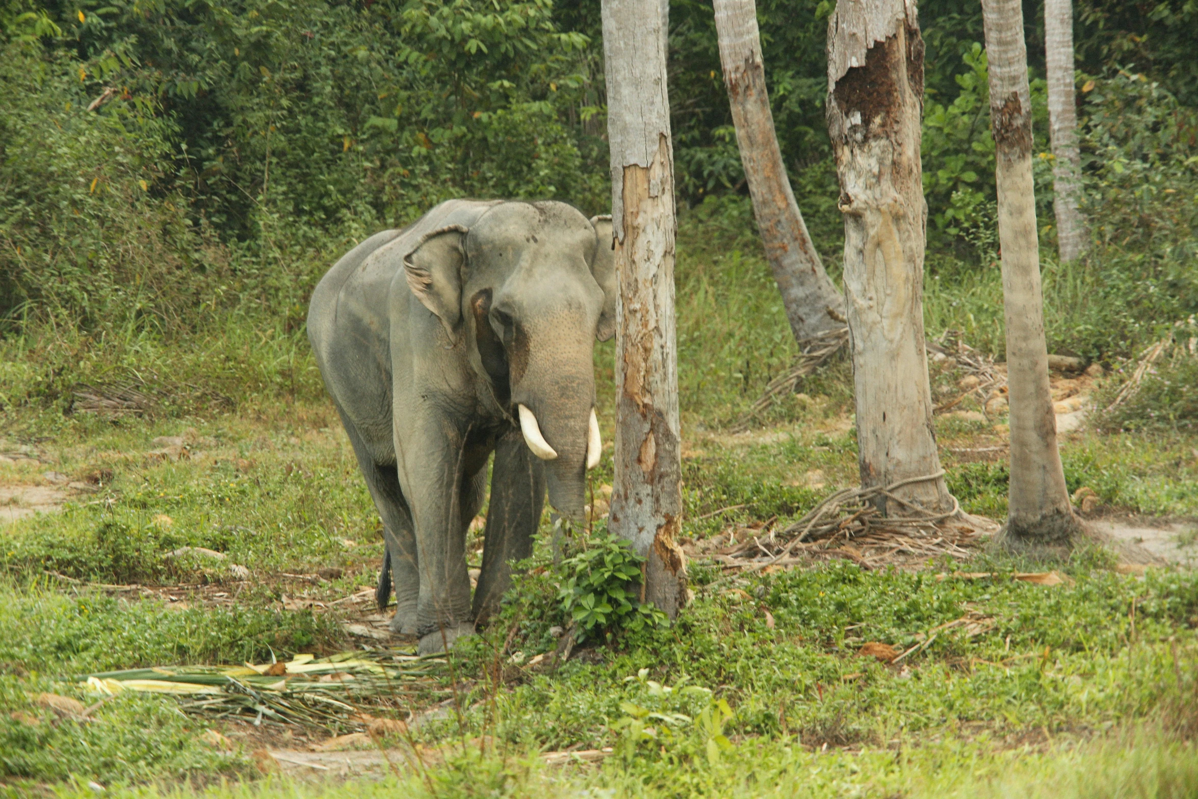 an elephant standing next to some very tall trees
