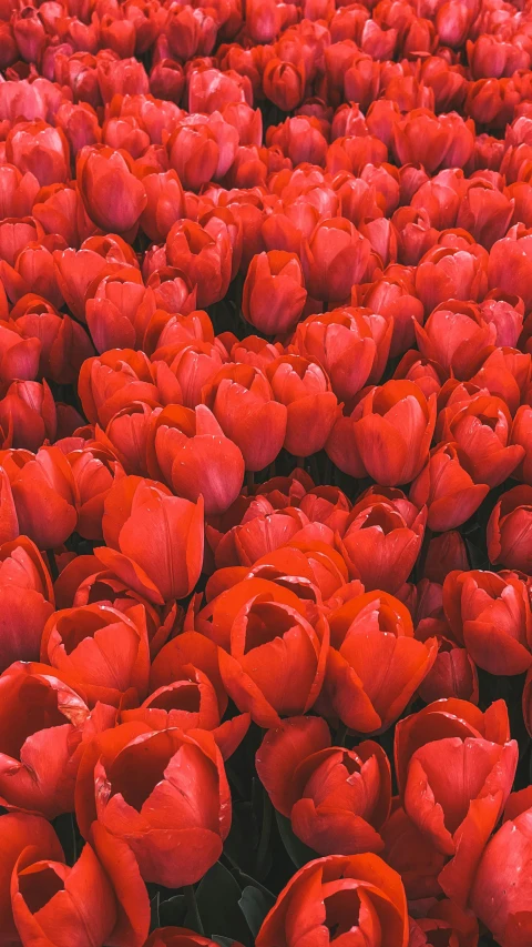 many red flowers with a blue sky in the background