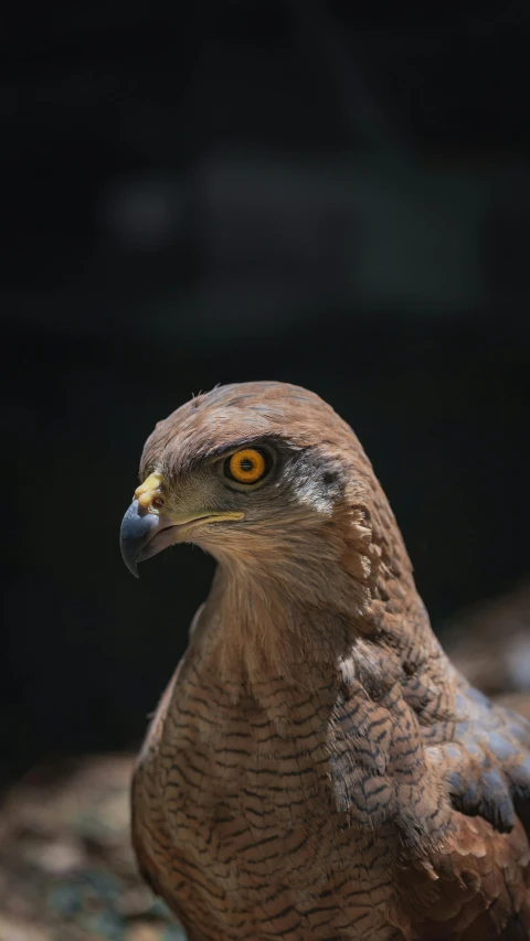 a brown and white bird has bright yellow eyes