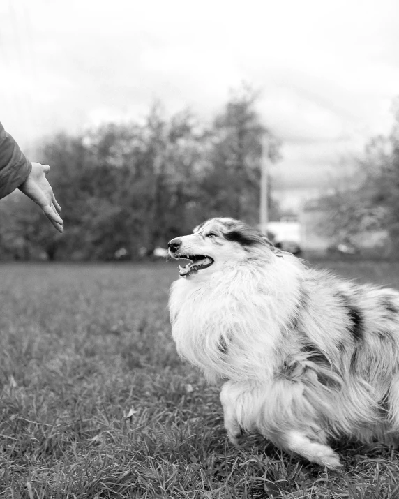 a dog sits on the grass while someone reaches for soing