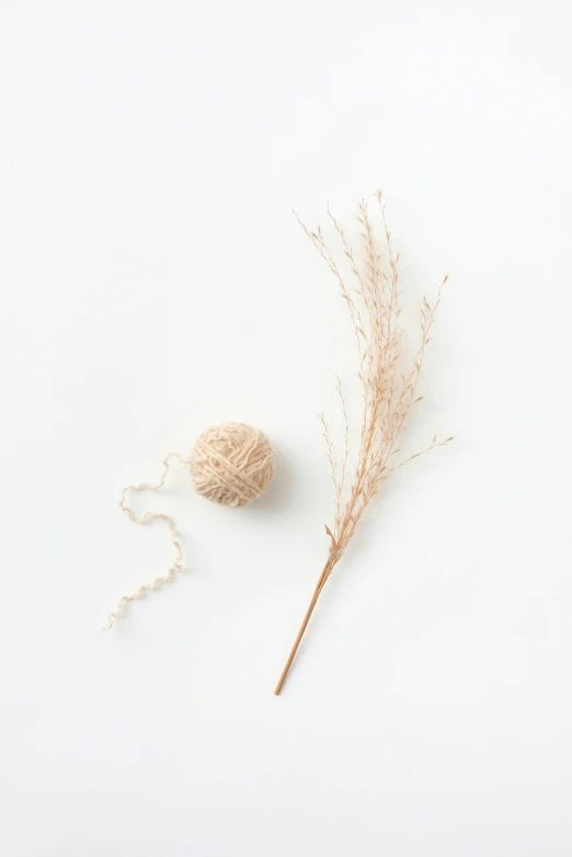 a dried plant with a cotton ball behind it
