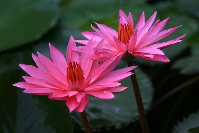 two pink water lilies blooming among green leaves