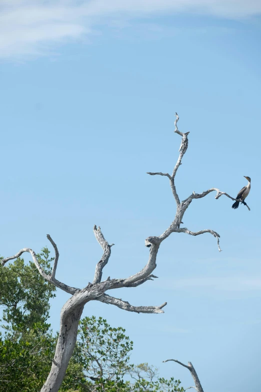 the large bird is perched in the bare tree