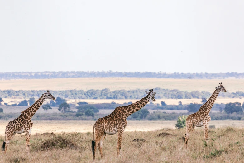 some very tall giraffes standing on top of a grass covered field