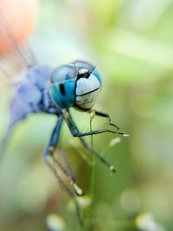 a blue fly insect is sitting on a twig