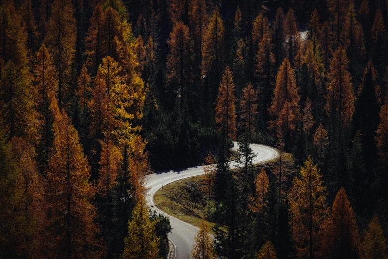 winding road through a tree - lined forest during the fall