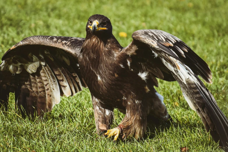 a brown bird on the ground with wings open