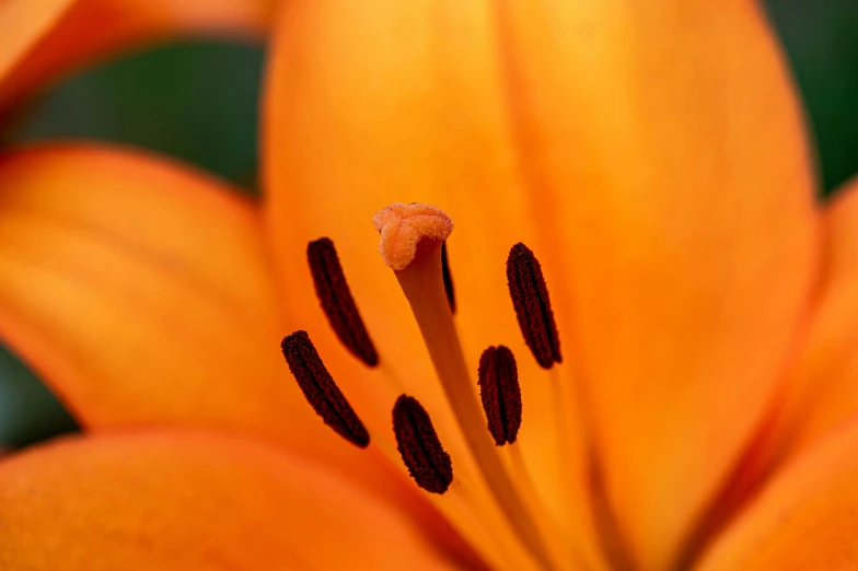 the back end of a bright orange flower