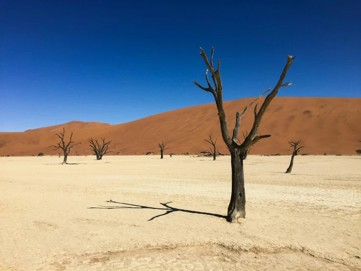 a barren area with barren trees in the background