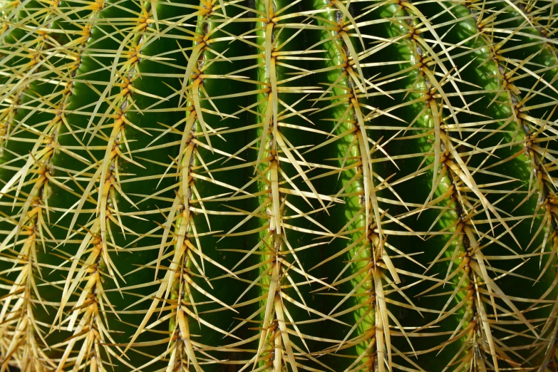 a close - up of a small round, spiky cactus