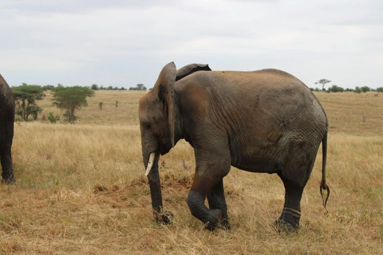 a large elephant walking across a dry grass covered field