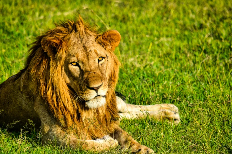 a large lion laying on top of a green field