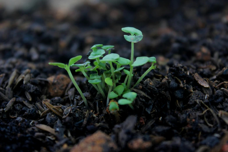 a seedling plant with young growth sprouts growing from its unkempt soil