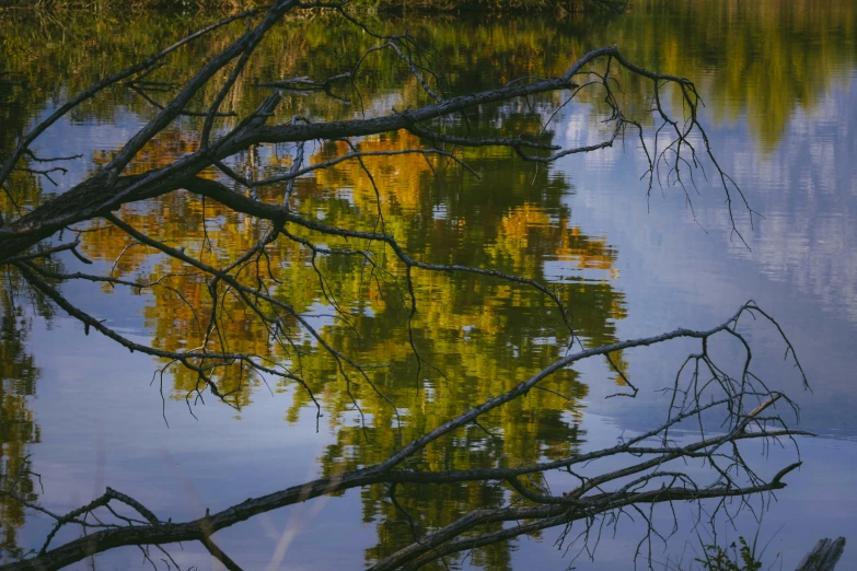 trees are reflected in the water and its reflections are visible