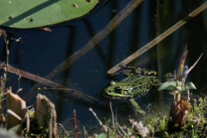 a frog is sitting in the water with a leaf