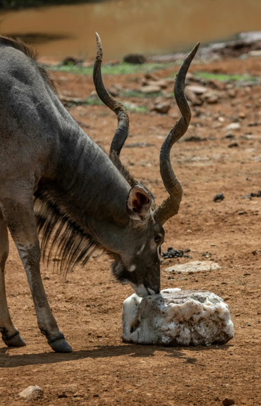 an animal eating from a trough on dirt ground