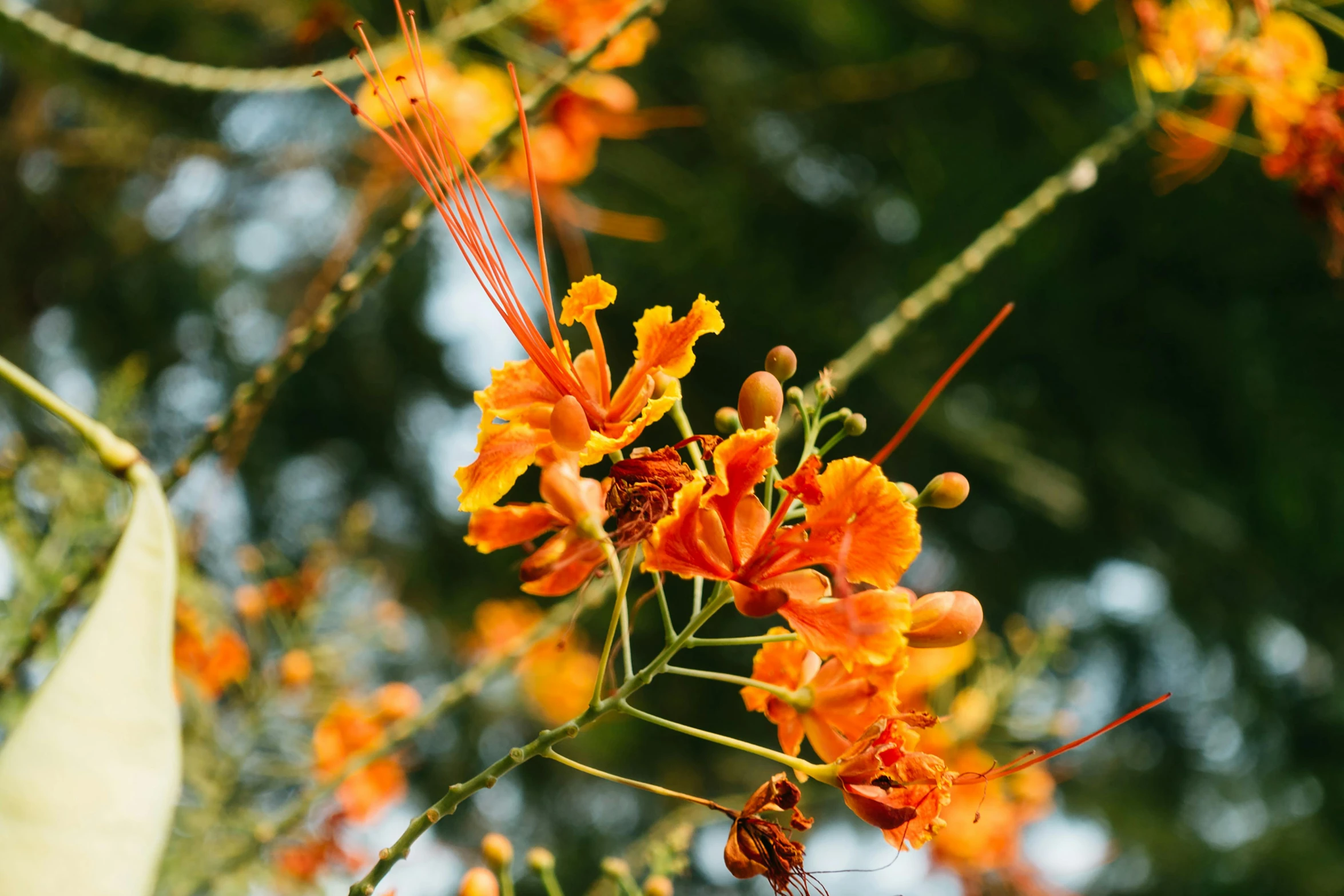 flowers with yellow and orange colors are growing