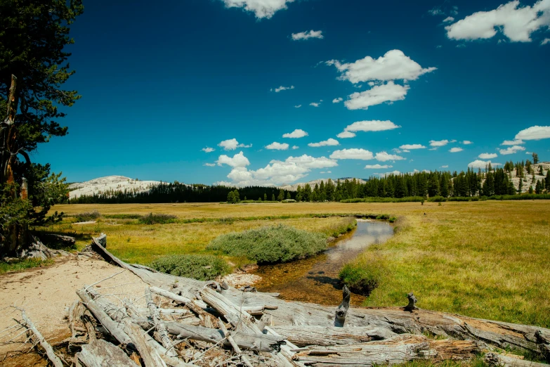 birds sit in the tall grass near some water