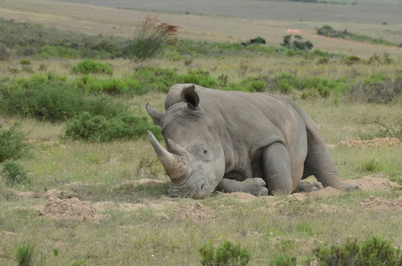 a rhino that is walking around in the grass