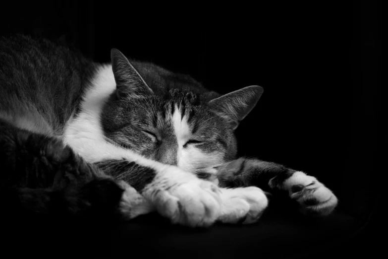 cat resting its head on its paws looking away