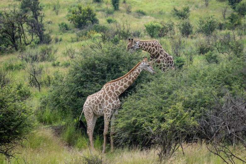 two giraffes grazing in the wild on grass