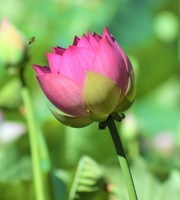 a flower with a bee on it that is still blooming